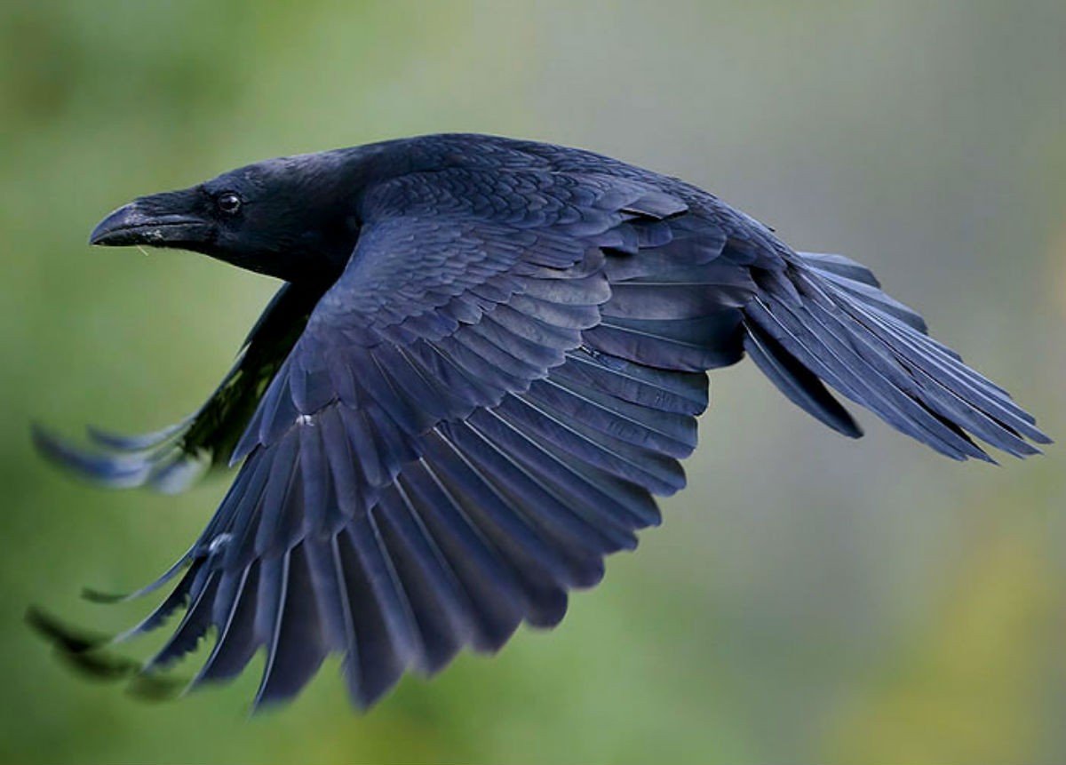 Приметы про ворон: о чем нас предупреждает загадочная птица